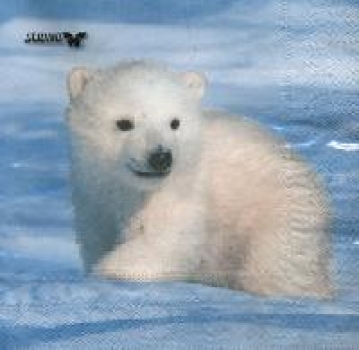 Serviette junger Eisbär