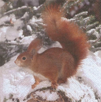 Serviette Eichhörnchen im Schnee