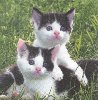 Serviette Susi & Samy (2 kleine Katzen schwarz-weiss)