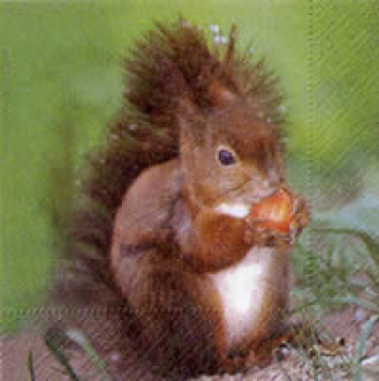 Serviette Eichhörnchen mit Nuss