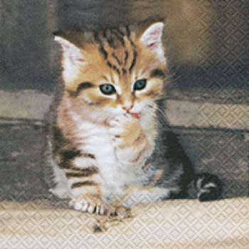 Serviette Tigerkätzchen