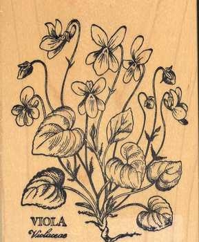 Stempel Veilchen