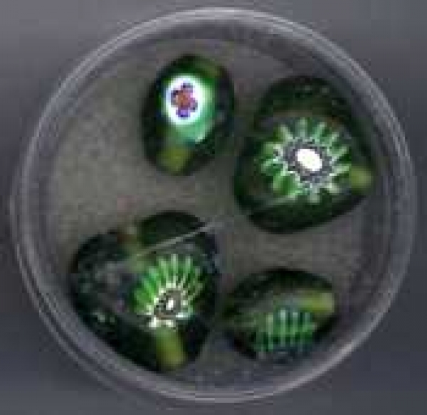 Glasperlen Millefiori oliv