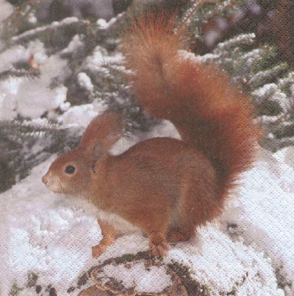 Serviette Eichhörnchen im Schnee