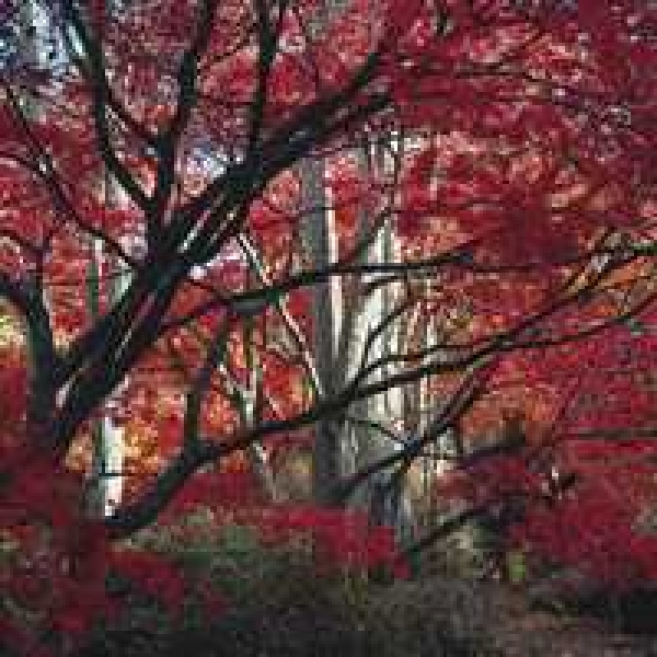 Serviette Herbstwald