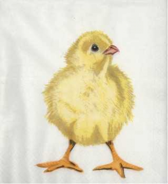 Serviette Küken, weisser Hintergrund, Rarität