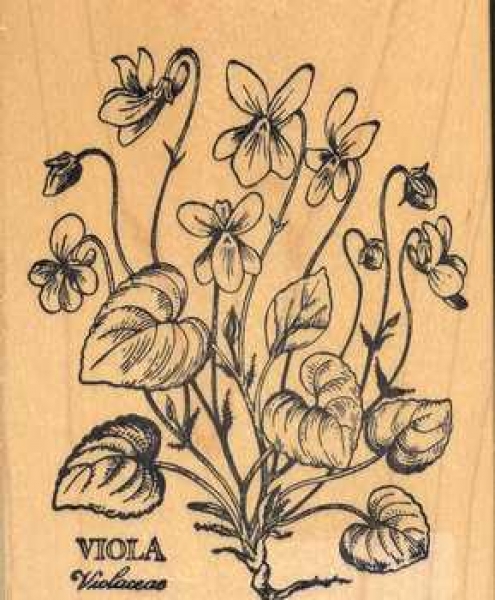 Stempel Veilchen