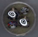 Glasperlen Millefiori crystal