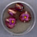 Glasperlen Millefiori rosa