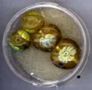 Glasperlen Millefiori gelb