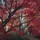 Serviette Herbstwald