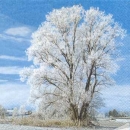 Serviette verschneiter Baum, Rarität