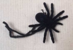 Spinne schwarz