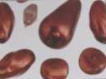 Glaswachsperlenmix rot