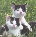 Serviette Susi & Samy (2 kleine Katzen schwarz-weiss)
