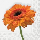 Serviette Gerbera orange