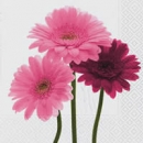 Serviette Gerbera rosa