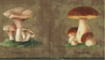 Serviette Pilze, Rarität